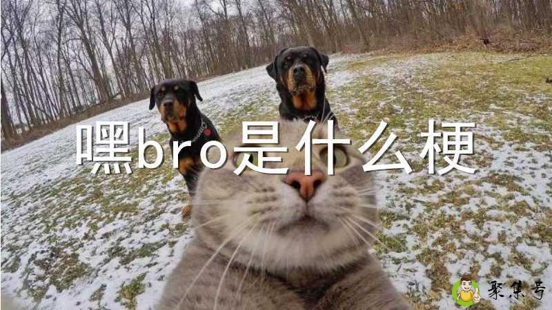 嘿bro是什么梗