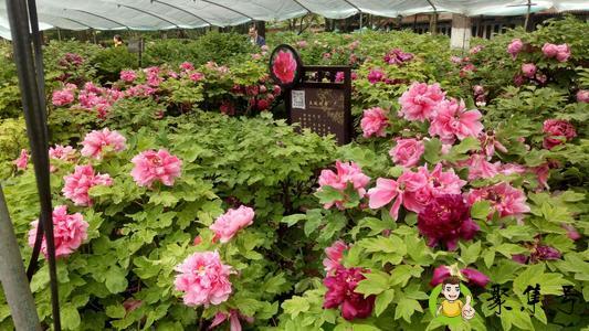 洛阳牡丹花会时间