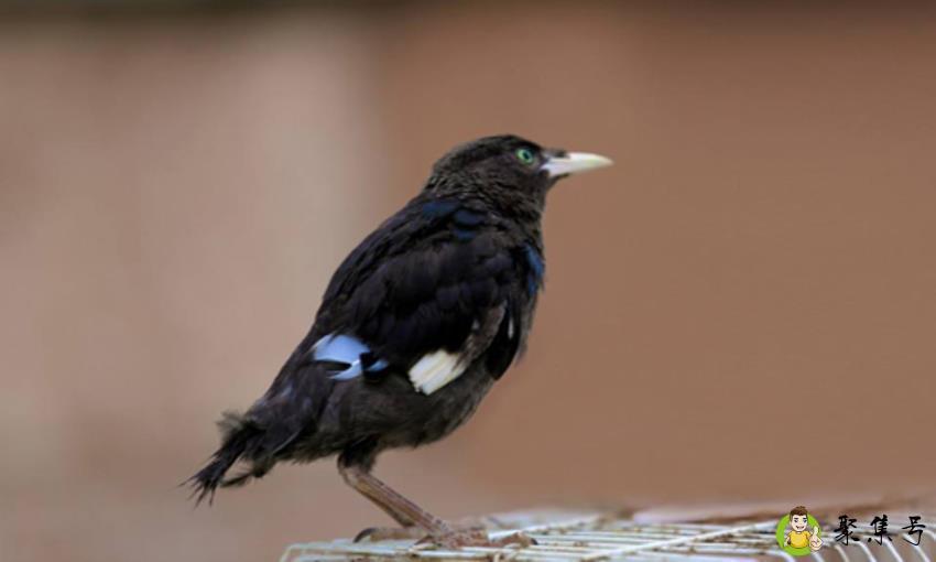 八哥寿命是多少年