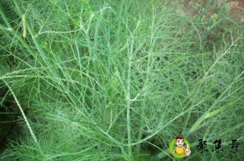 详细阅读:茴香苗是发物吗 茴香苗是发物吗