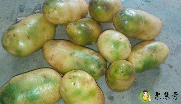 马铃薯发绿了还能吃吗