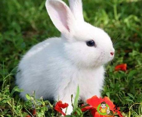 详细阅读:欲钱买九霄云霞的生肖打一肖 欲钱买九霄云霞的生肖打一肖