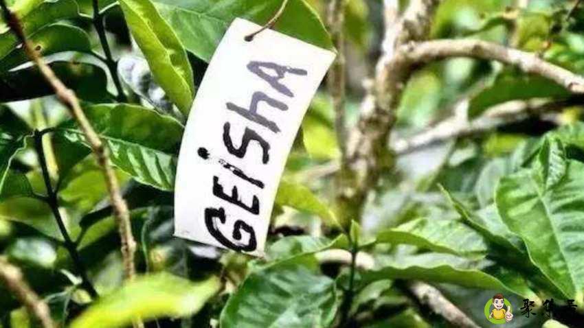 详细阅读:瑰夏咖啡产地 瑰夏咖啡产地