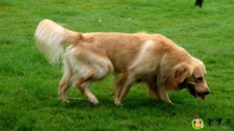 金毛喂食量参照表是多少