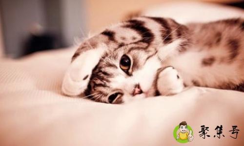 详细阅读:撸猫什么意思 撸猫什么意思