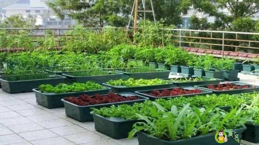 种菜为什么要用生石灰