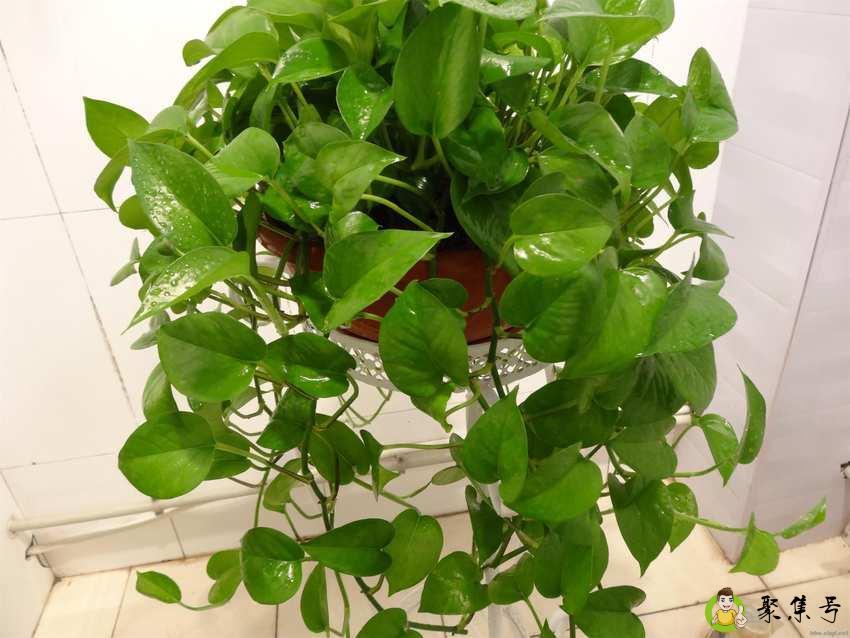 详细阅读:绿萝栽培步骤 绿萝栽培步骤