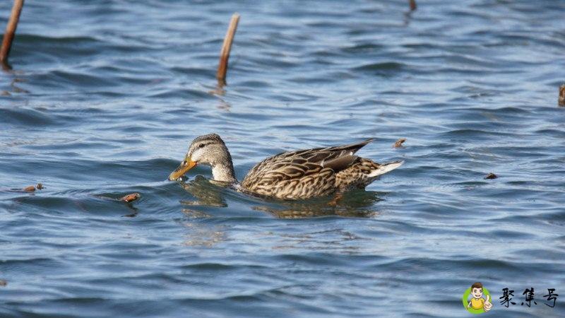 麻鸭与普通鸭区别