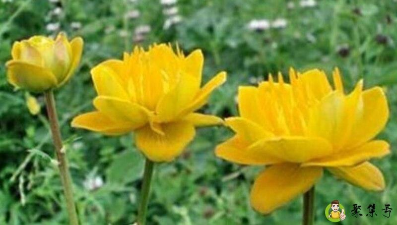 五台山纪念品和特产