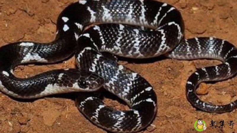 过路蛇和拦路蛇的区别