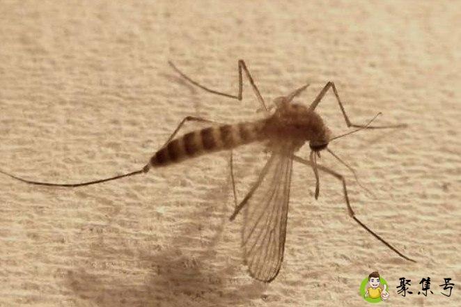 蚊子活动范围多少米