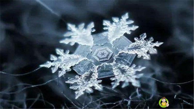 雪花代表什么生肖