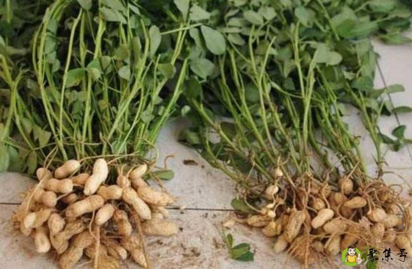 花生的生长过程记录