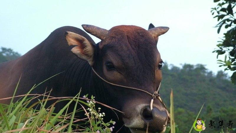 心存五一指什么生肖