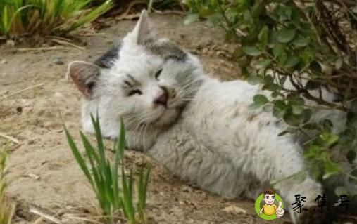 赶走野猫的绝招