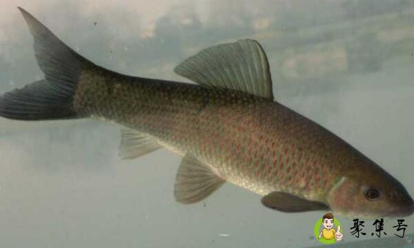 10cm青鱼一年能长多大