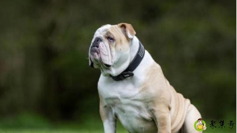 英国斗牛犬为什么臭