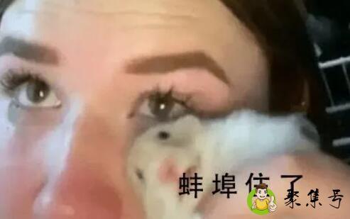 蛙埠住了是什么梗