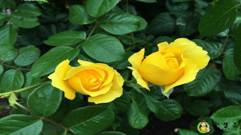 黄玫瑰花语