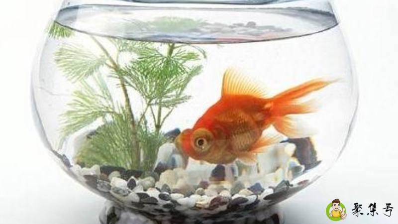 鱼缸高度多少合适