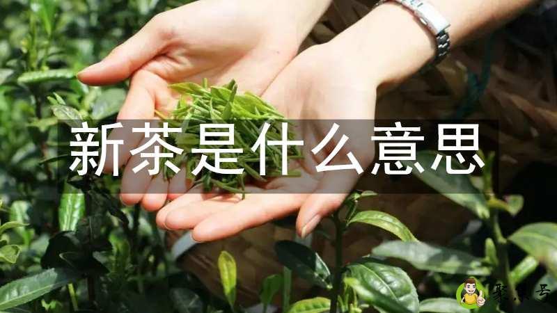 新茶是什么意思