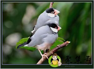 两两相依是什么意思