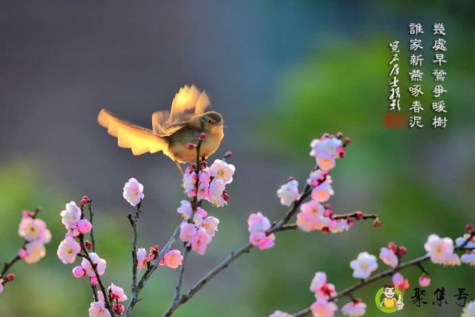 几处早莺争暖树下一句