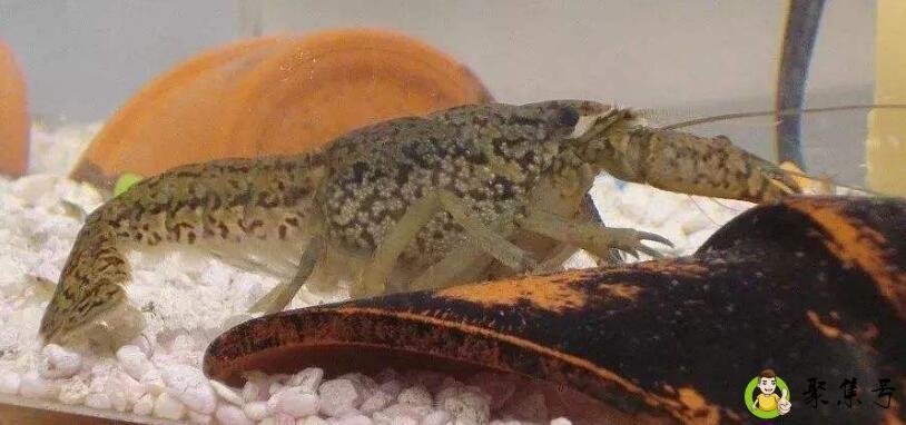 大理石纹螯虾能吃吗