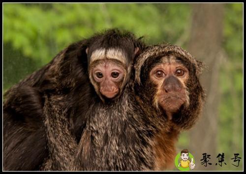 一十前后开是什么生肖