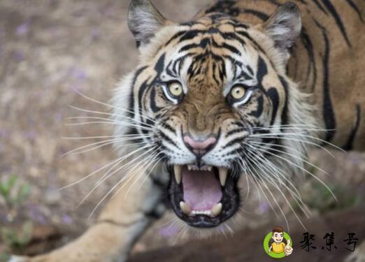 欲钱买浑身是宝的动物