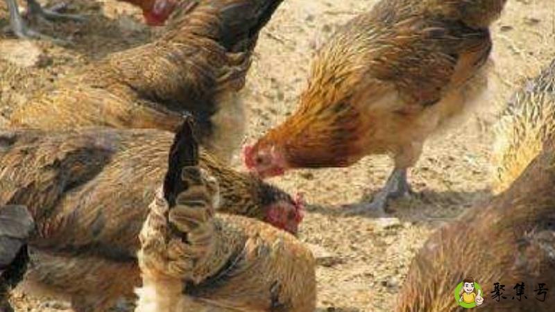 鸡美丽是啥意思