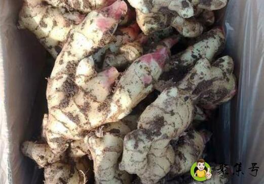 红姜和黄姜的区别