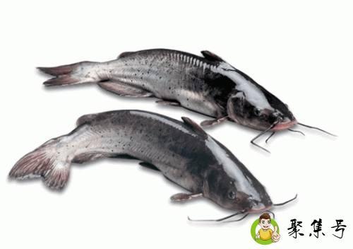 鱼翻白肚撒盐的道理