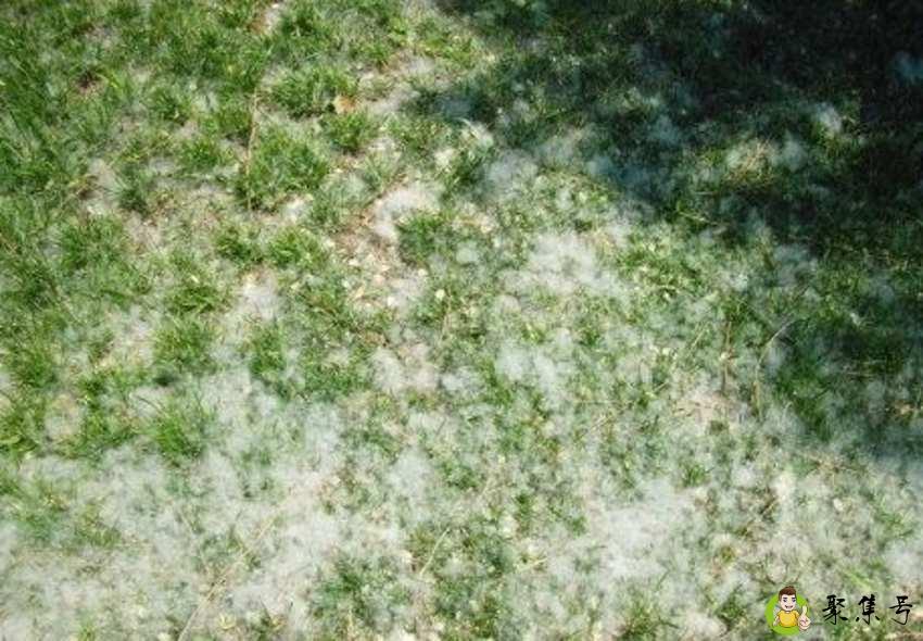 柳絮和杨花的区别