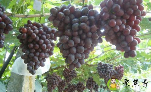 巨玫瑰和玫瑰香的区别