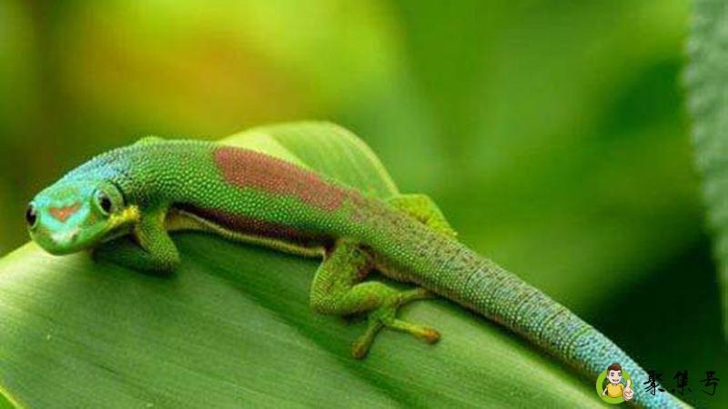 电子蛙眼是根据什么动物发明的