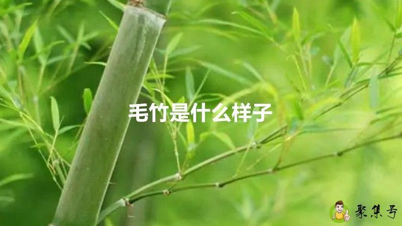 毛竹是什么样子