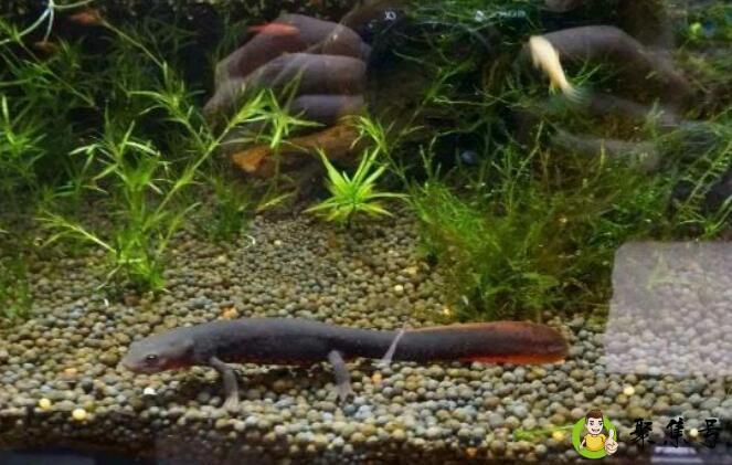 蝾螈是娃娃鱼吗