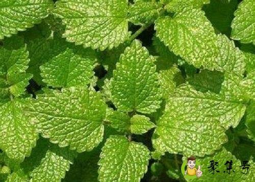 柠檬香蜂草跟薄荷的区别