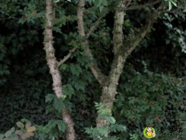 花椒木要不要去皮