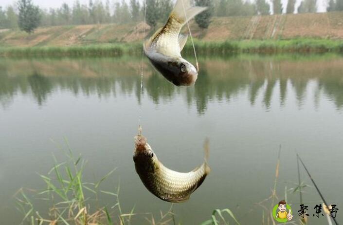 赤袖和金袖鱼钩什么区别