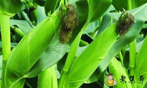 紫玉米和普通玉米的区别