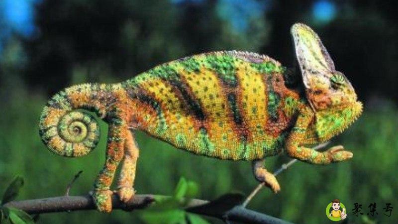 高冠变色龙晒中午太阳好吗