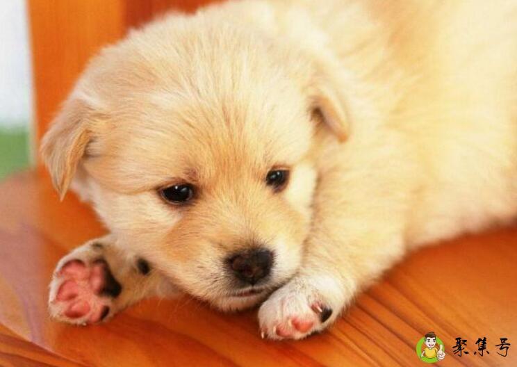 欲钱买汪汪大叫的动物