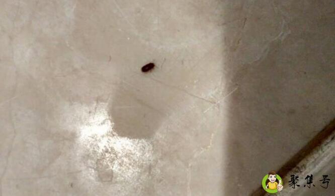 厕所飞虫的根治小妙招