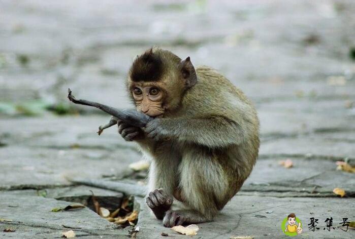 跳梁小丑比喻什么动物