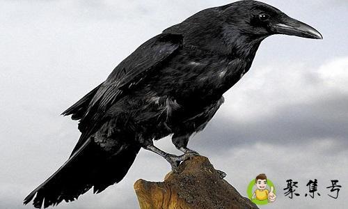 黑乌鸦代表什么意思