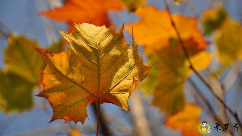 枯树叶属于什么垃圾