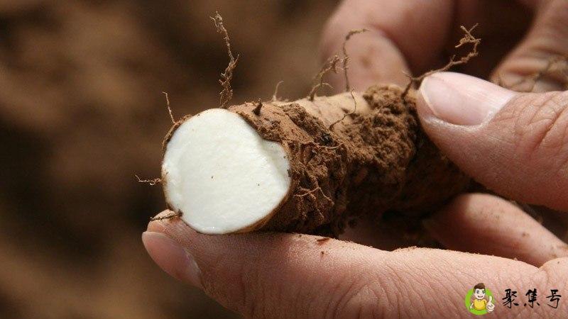 铁棍山药变紫能吃吗