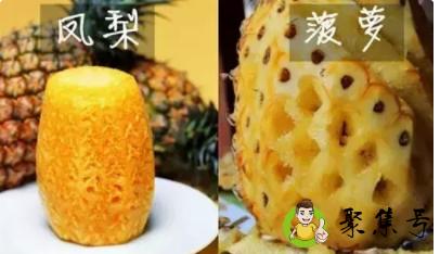 凤梨和菠萝的区别，菠萝和凤梨是一样吗？